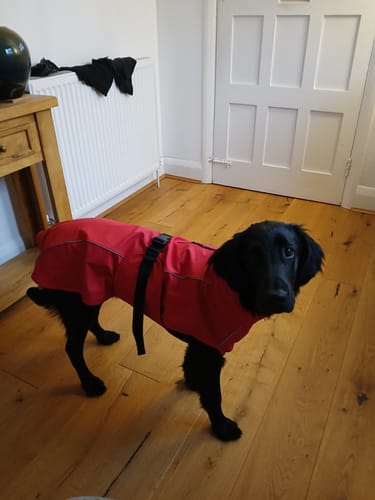 Customer photo review of Vimy Lightweight Waterproof Raincoat with Harness Hole Zip