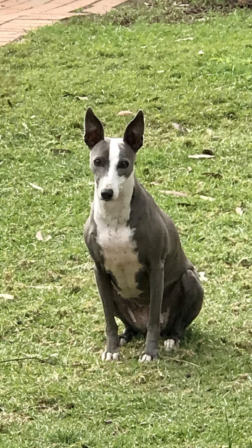 Customer photo review of Canine Joint Plus™️ 500g