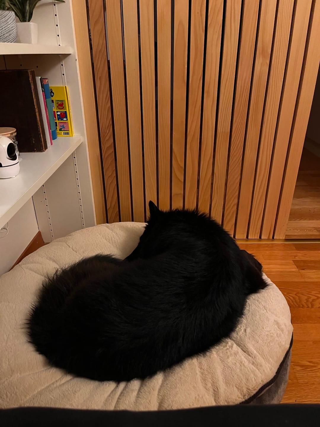Customer photo review of Orthopädische Hundeinsel "Easy"