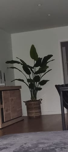 Customer photo review of Strelitzia Kunstplant 180cm (weekdeal)