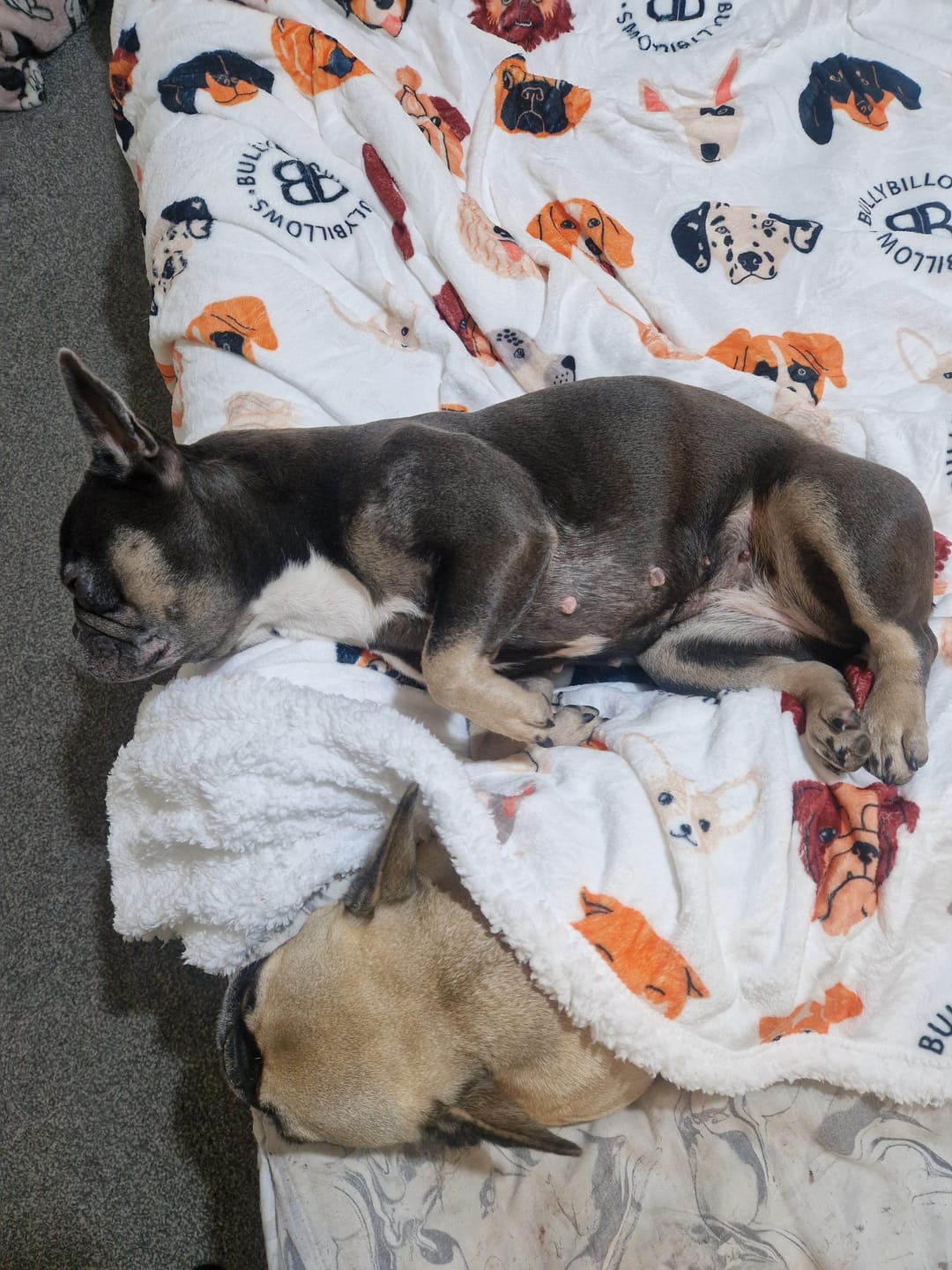 Customer photo review of Luxury BullyBillows Dog & Human Blanket