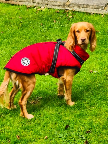 Customer photo review of Wintro - Quilted Waterproof Dog Coat with Built in Harness