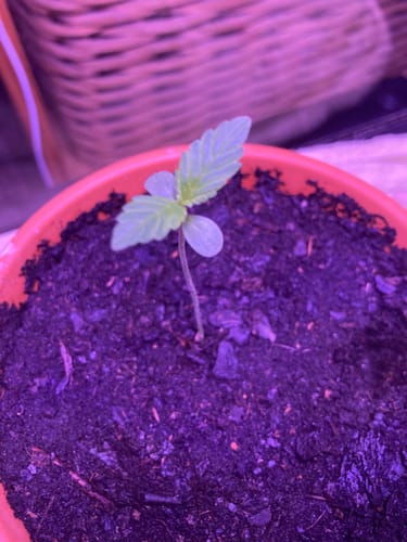 Customer photo review of Gorilla Glue 040 Cannabis Samen, Autoflowering Hybrid