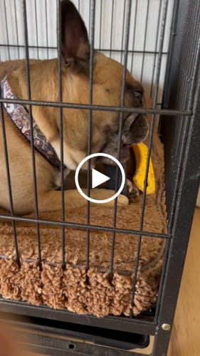 Customer video review of BLUEBERRY YAK CHEWS