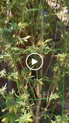 Customer video review of PlantWave