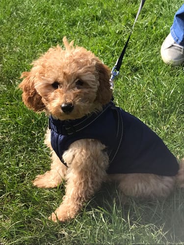 Customer photo review of Wintro - Quilted Waterproof Dog Coat with Built in Harness