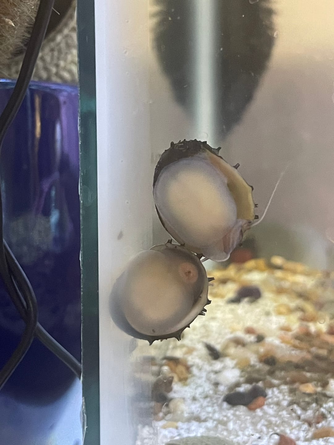 Customer photo review of Spiky Nerite Snail
