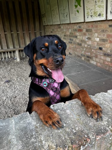 Customer photo review of Tough Trails™ Harness - Mulberry Plaid