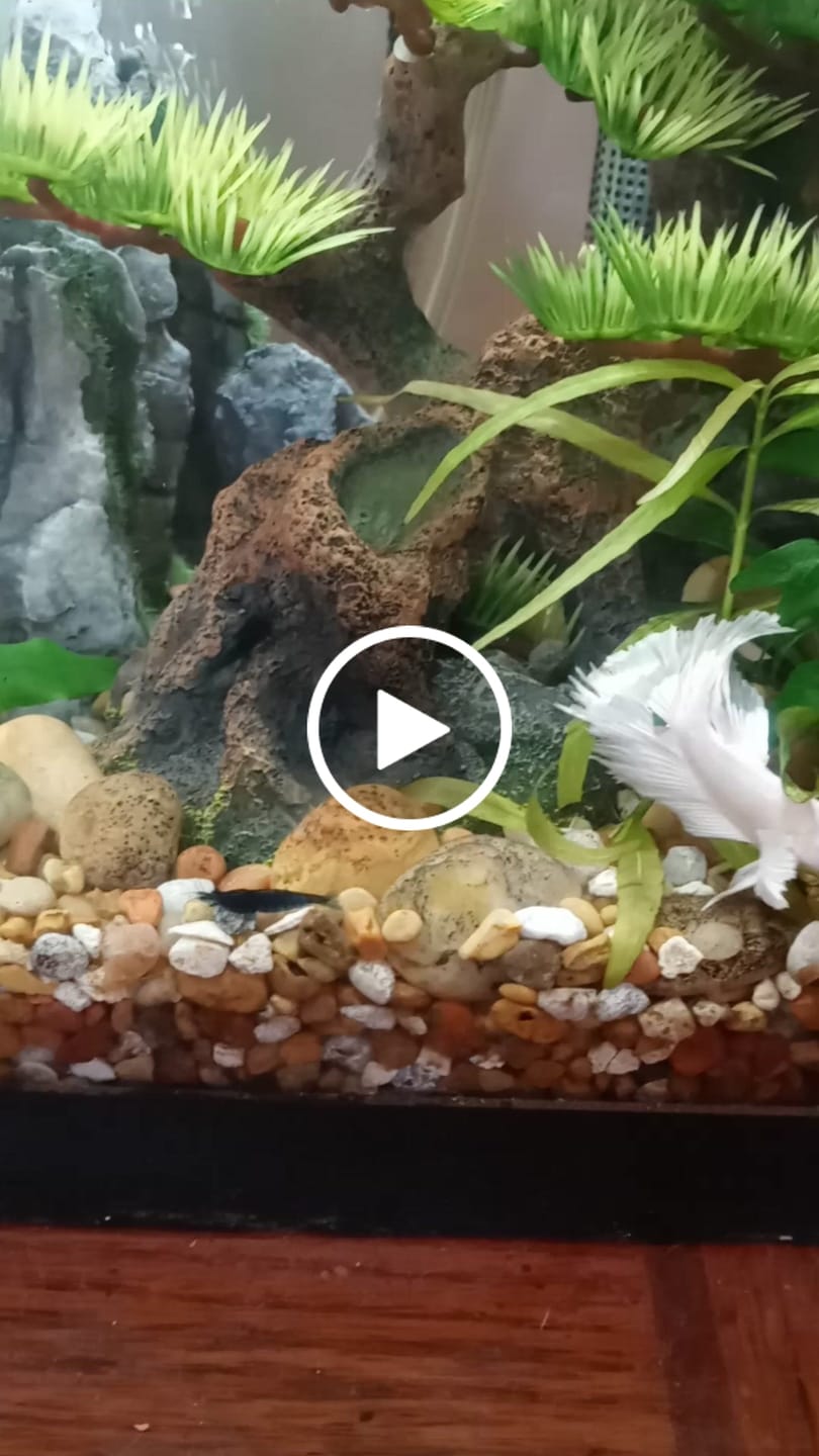 Customer video review of Blue Dream Neocaridina Shrimp