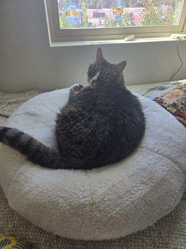 Customer photo review of Marshmallow Pudding Bed