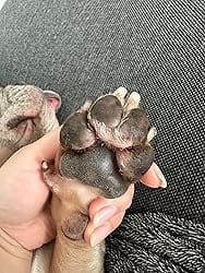 Customer photo review of Pfoten Wiese - Pfoten Balm für Hunde