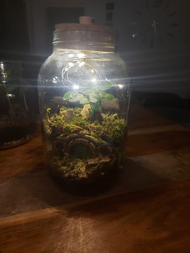 Customer photo review of Halbling-Höhle Flaschengarten mit Bonsai und Moos