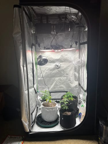 Customer photo review of Spider Farmer SF-4000 LED Grow Light