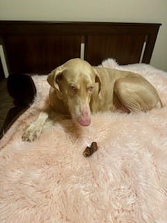 Customer photo review of 6" Braided Gullet Sticks For Dogs