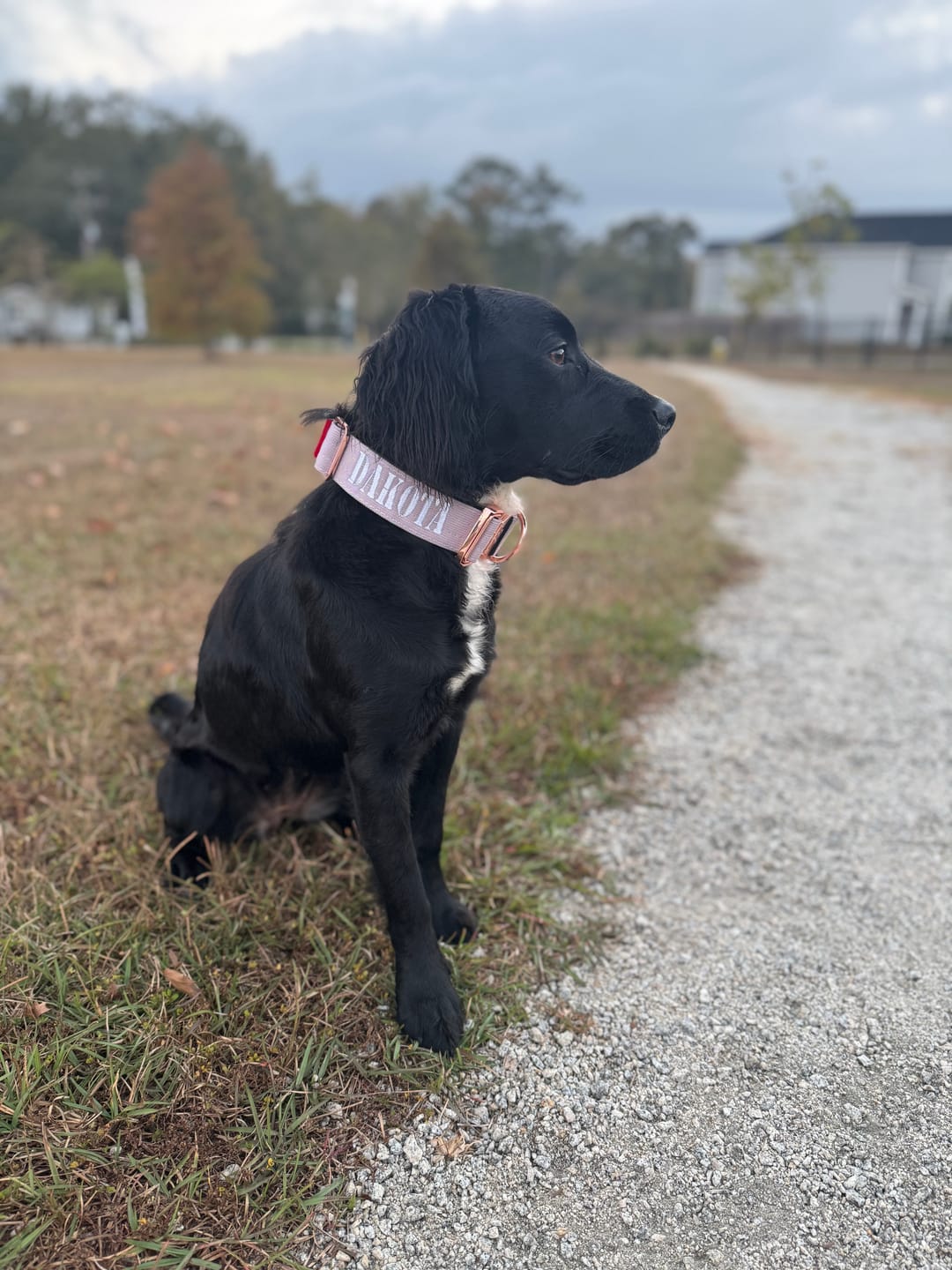 Customer photo review of 1.5" Tacti Dog Collar Slim Luxe - Rose Gold - Sofia