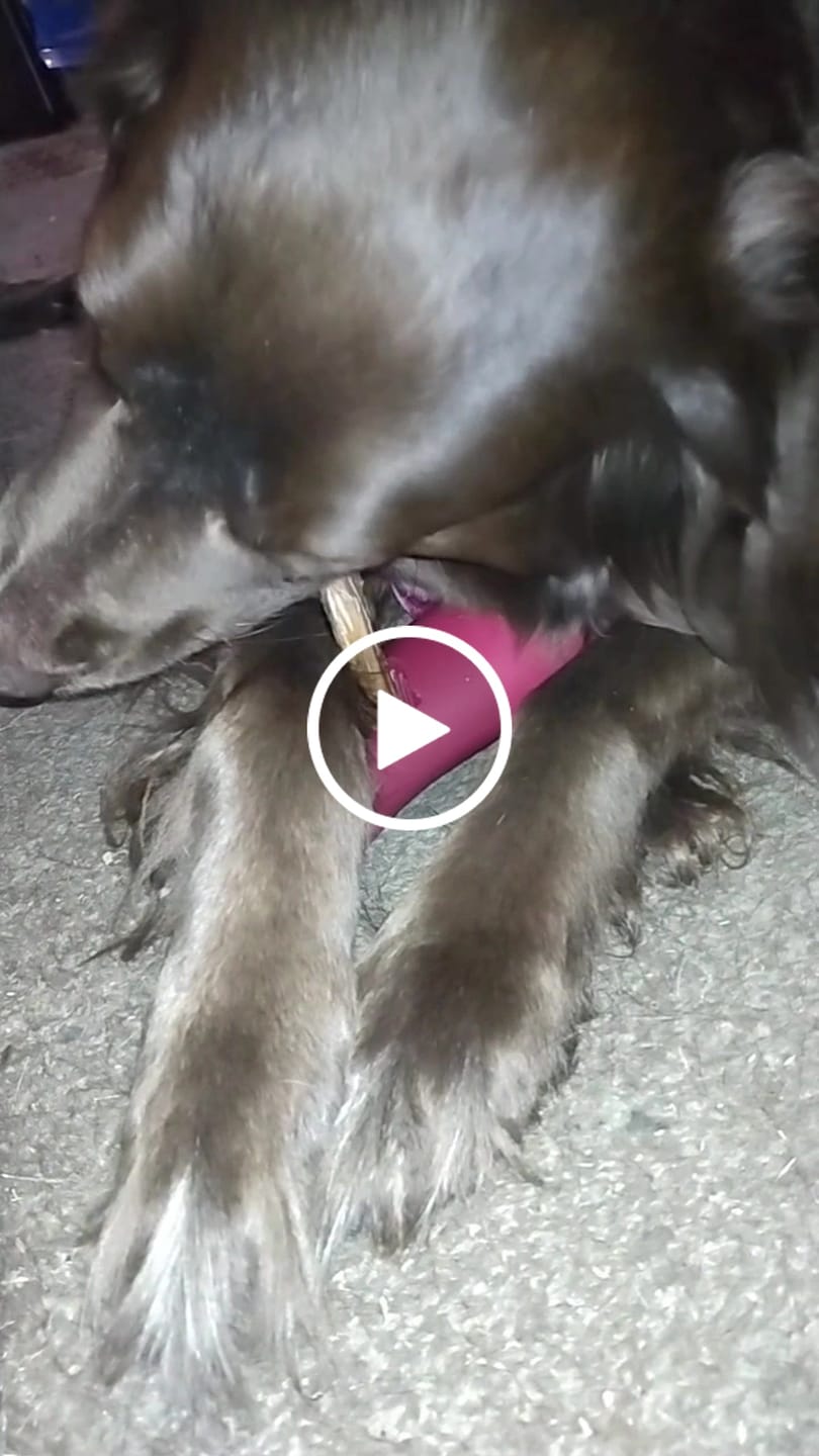 Customer video review of 5-6 Inch Standard Collagen Wrapped in Bully Stick
