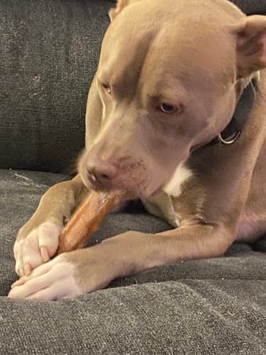Customer photo review of Monster USA Odor-Free Bully Sticks