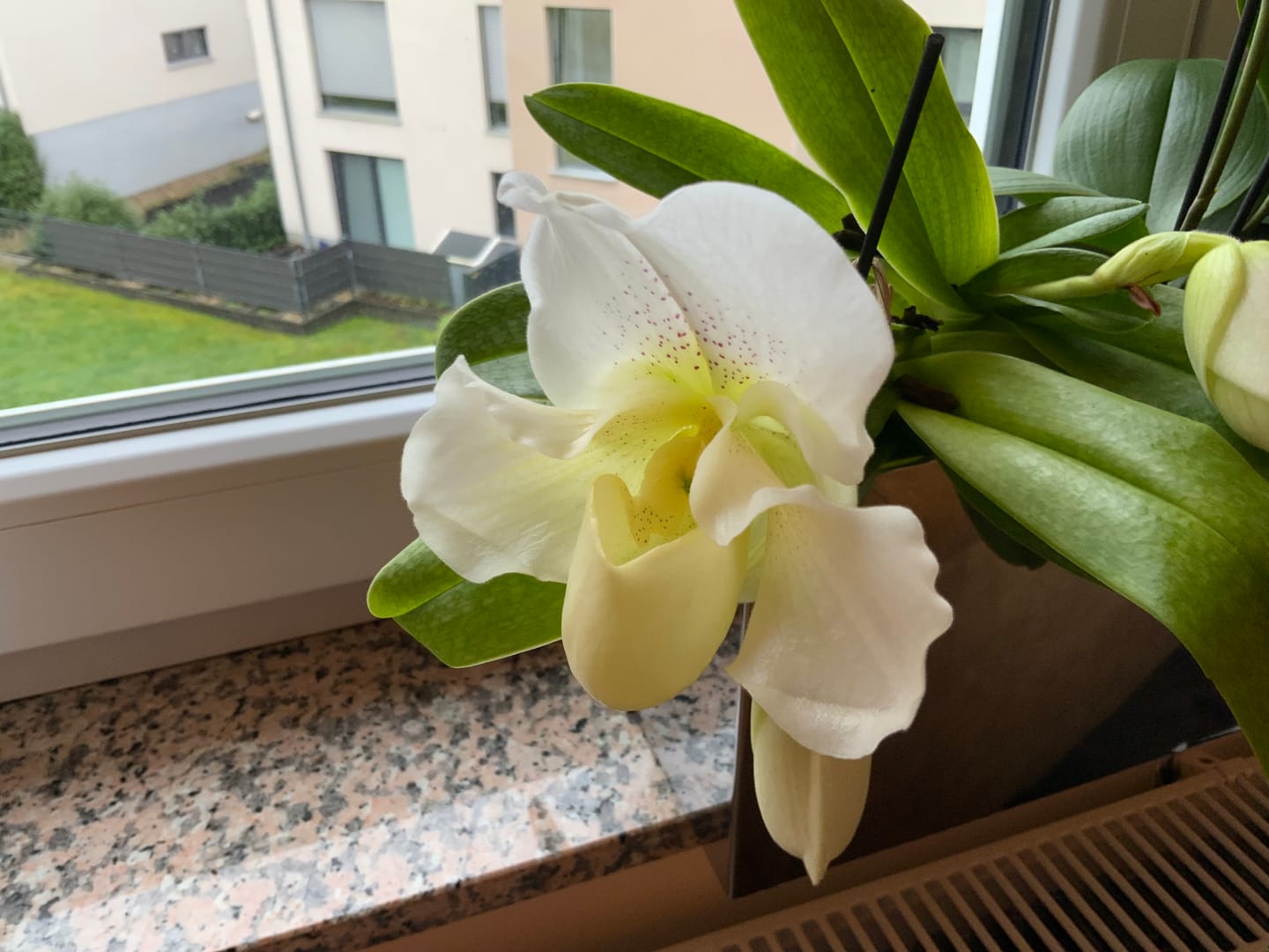 Customer photo review of Frauenschuh Orchidee White Lady mit 1 Rispe