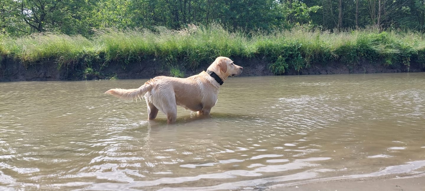 Customer photo review of Y Shaped Dog Harness OPEN Olive Green | AnnyX