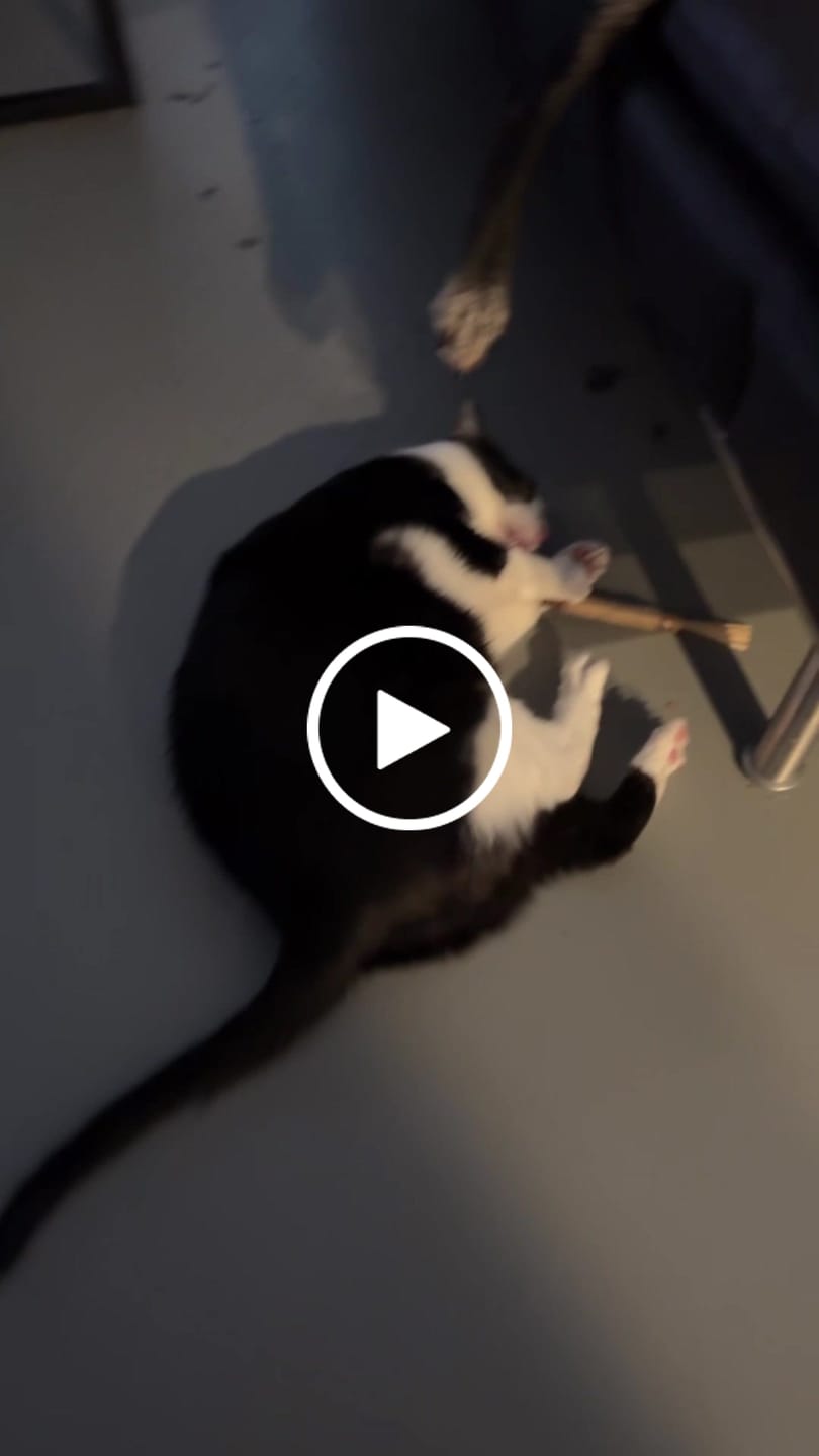 Customer video review of RYERCAT Silvervine Cat Dental Sticks