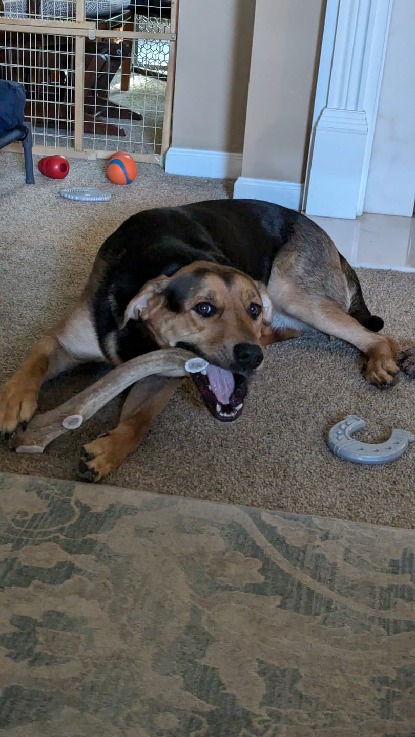 Customer photo review of Mega 10"+ Elk Antlers