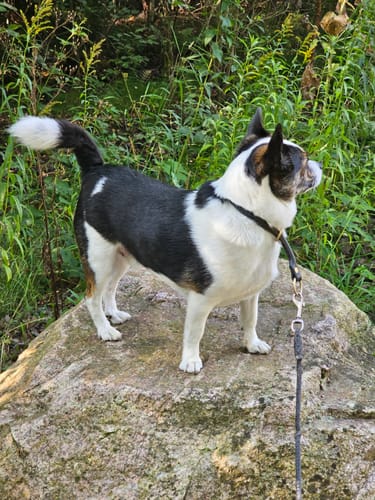 Customer photo review of Companion Freeze-Dried Dice - Kyckling x12