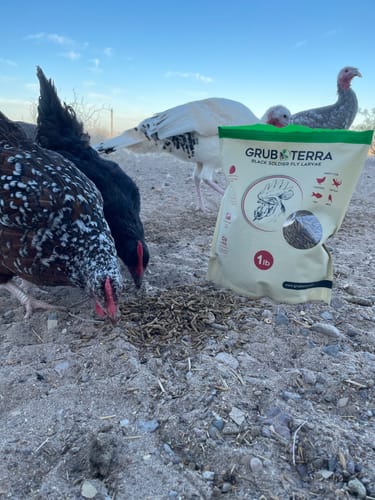 Customer photo review of GrubTerra Dried Larvae Sample