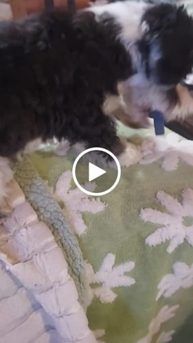 Customer video review of MIX FLAVORED (strawberry, banana, mint, & blueberry): A PACK OF 4 STICKS