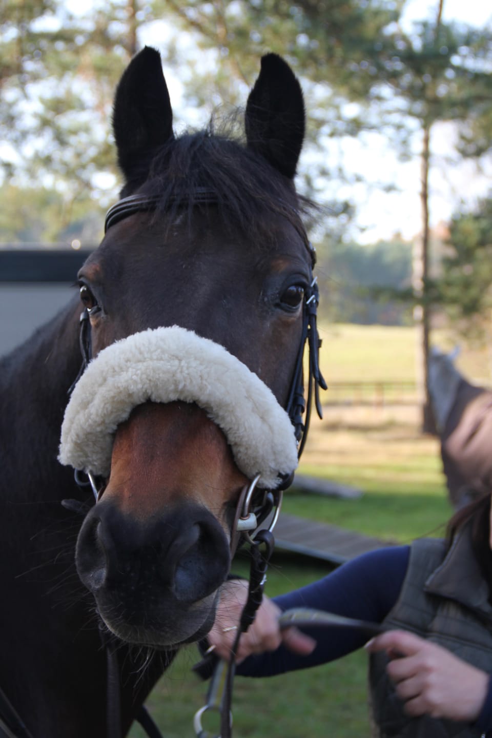 Customer photo review of Kristallkraft Brave Horse
