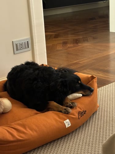 Customer photo review of Gioco Osso