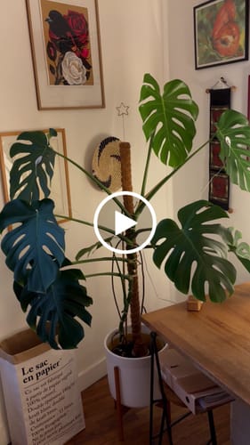 Customer video review of PlantWave