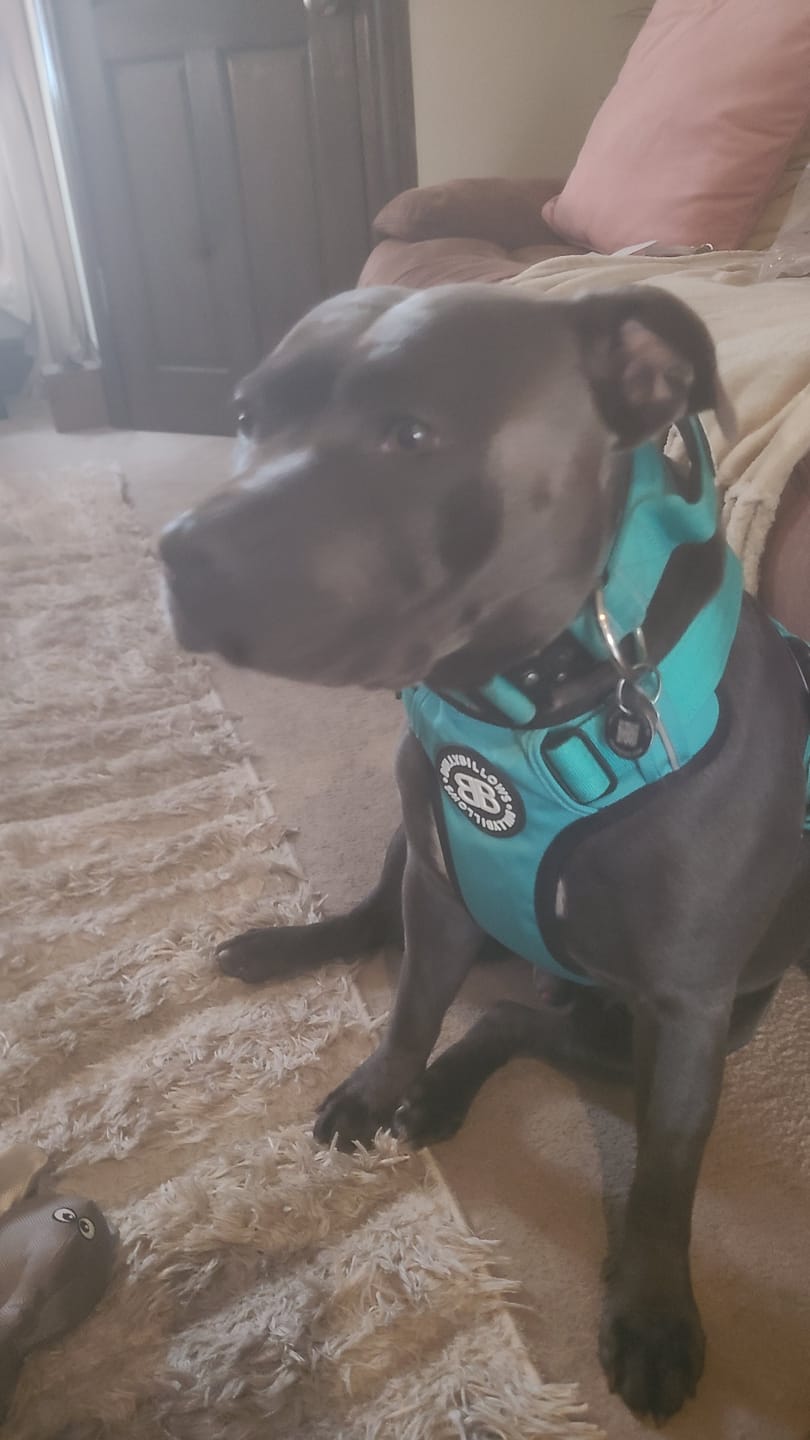 Customer photo review of Comfort Premium Harness | Non Restrictive - Turquoise