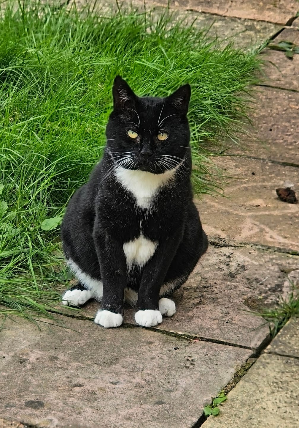 Customer photo review of Cat Duo Pack