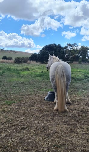 Customer photo review of Epona Maxi Grooming Kit