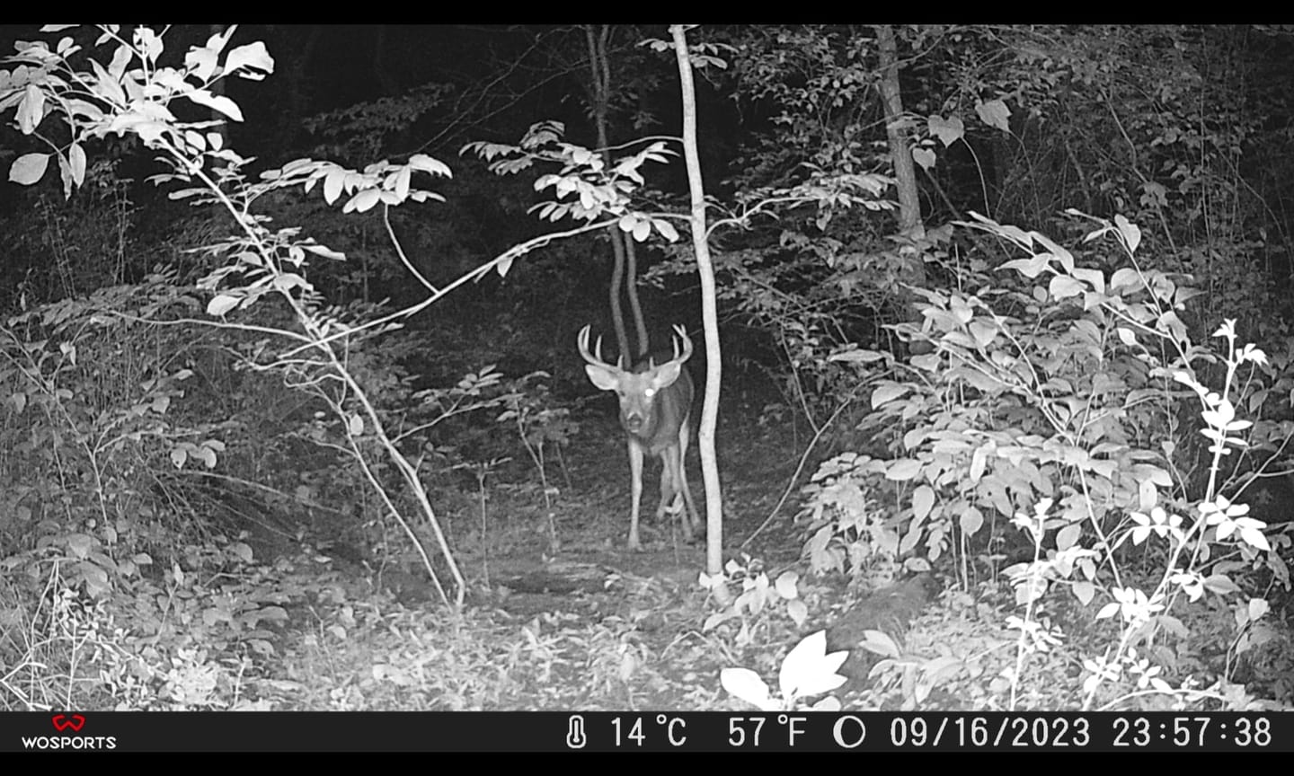 Customer photo review of G600 Trail Camera
