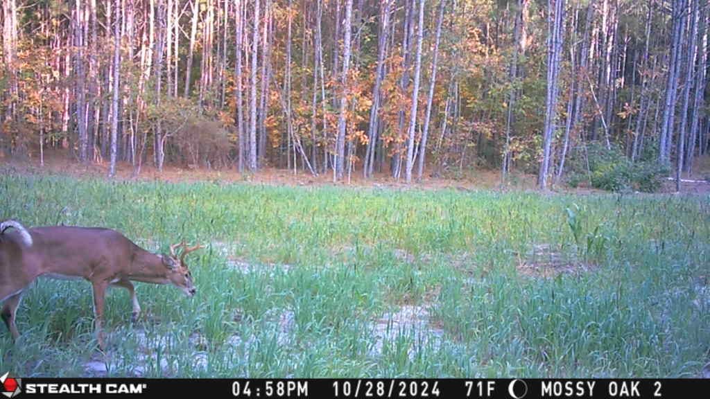 Customer photo review of Forage Oats