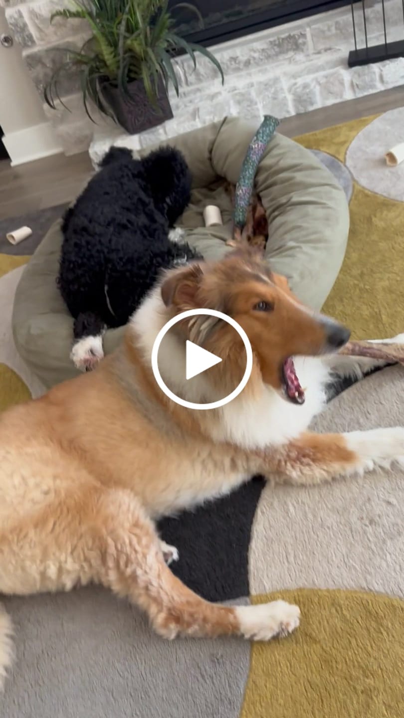 Customer video review of Ostrich Chips with Beetroot (2.5oz): The Flavorful, Immune-Boosting Treat for Dogs
