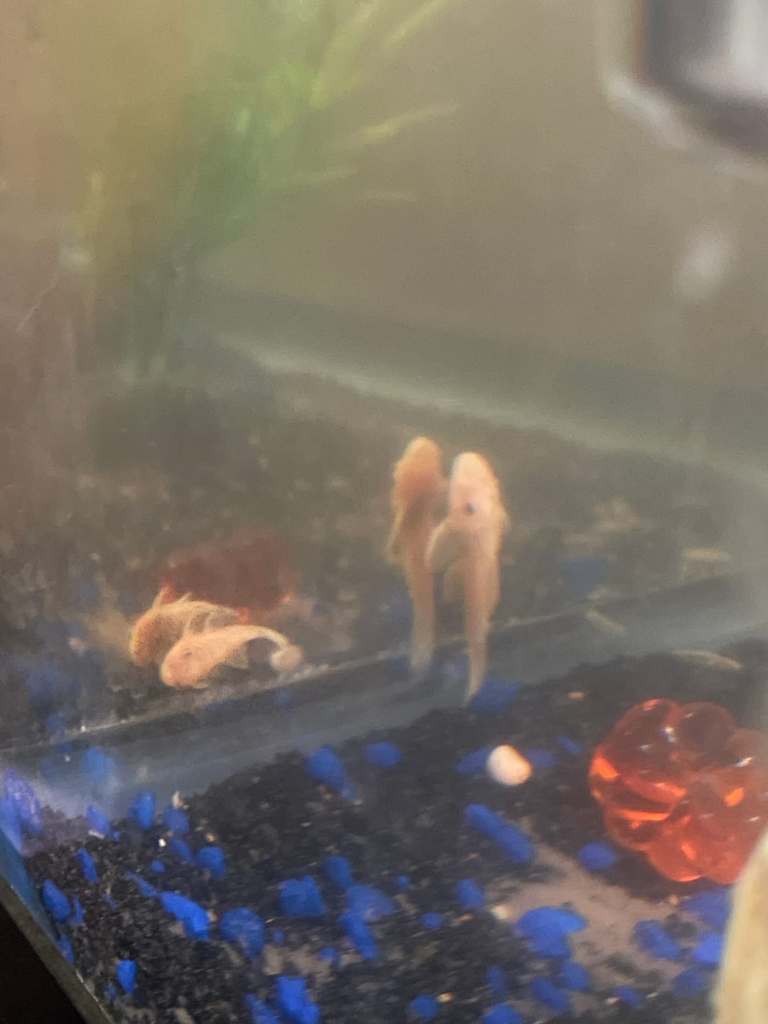 Customer photo review of L144a Blue Eye Lemon Bristlenose Pleco (2 Inches) "NEW"