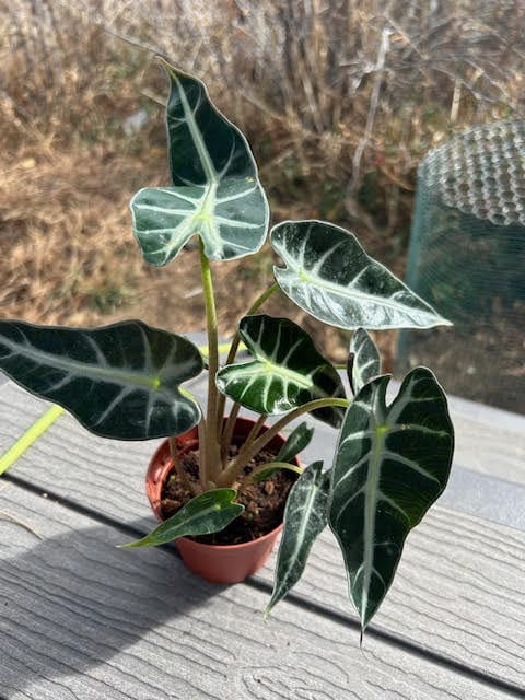 Customer photo review of Alocasia 'Bambino'