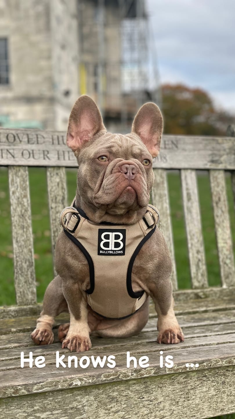 Customer photo review of Comfort Premium Harness | Non Restrictive - Tan