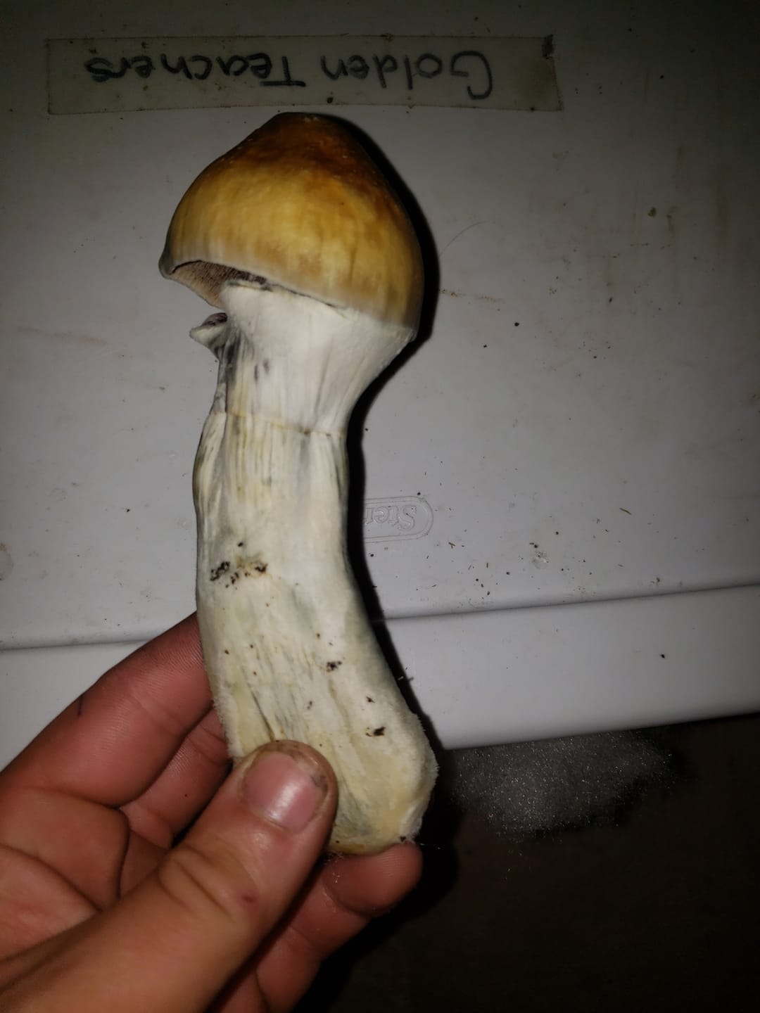 Customer photo review of Adherable Monotub Filters 3.5"