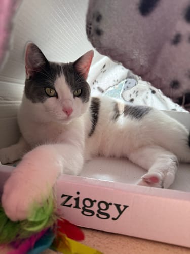 Avis photo d'un client sur Croquettes Chat Stérilisé Sans Céréales - Poulet