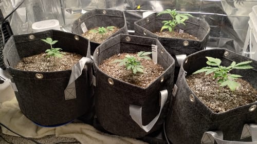 Customer photo review of bio365 BIOFLOWER Soil - 1.5cf Bag