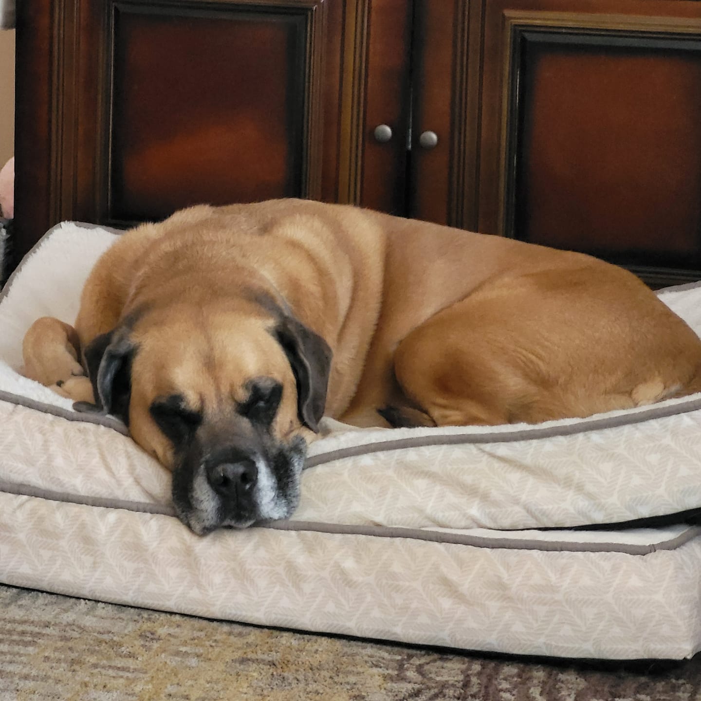 Customer photo review of Buddy Guard + Omega Love+