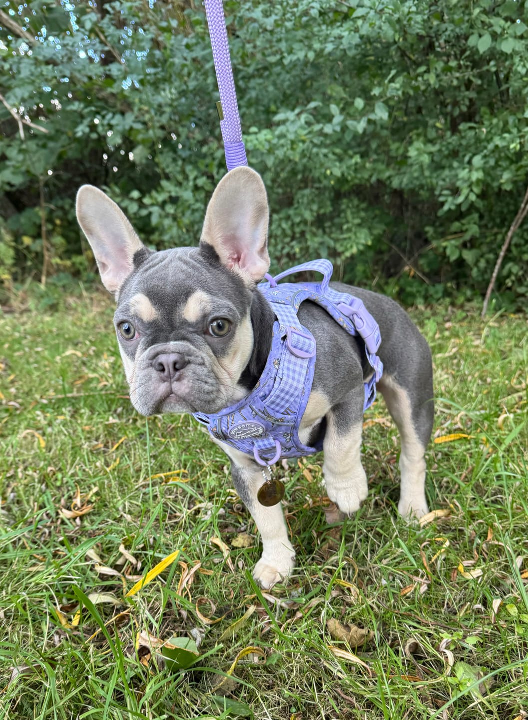 Customer photo review of Disney© Tough Trails™ Harness - Bambi + Friends Lilac
