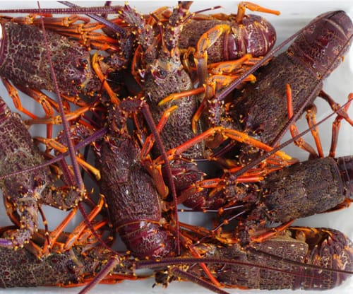 Customer photo review of Red NZ Crayfish Frozen