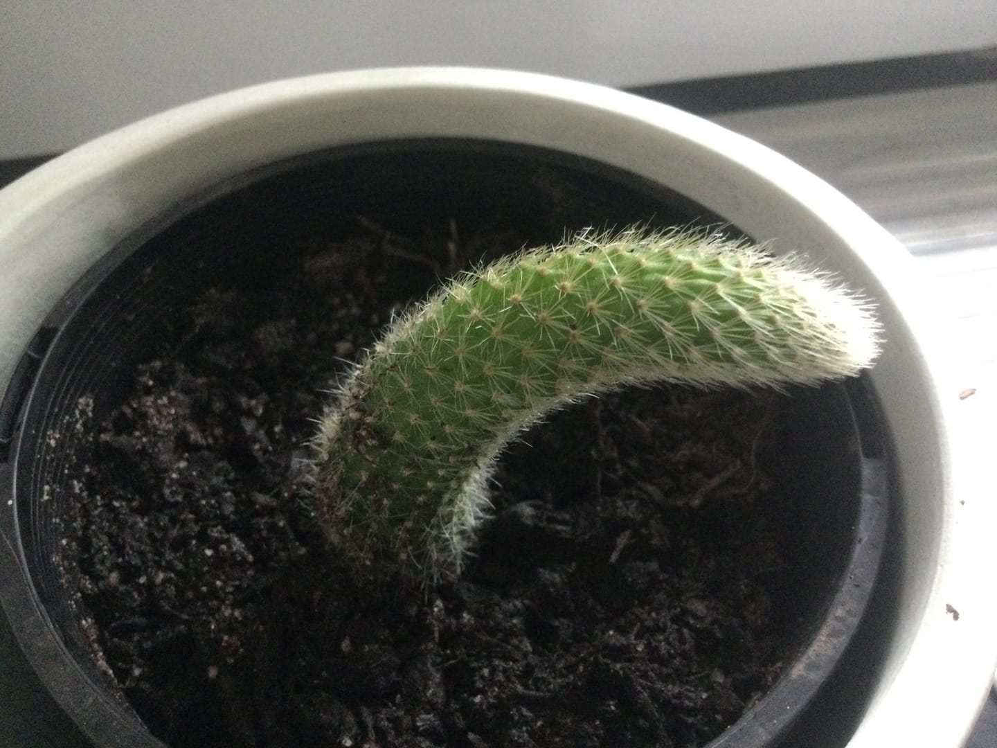Customer photo review of Monkey Tail Cactus