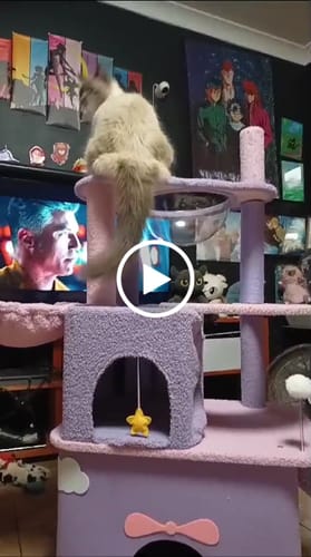 Customer video review of Fantasy Series - Galaxy Echo Super Large Cat Tree With Scratching Post (Height 170cm)