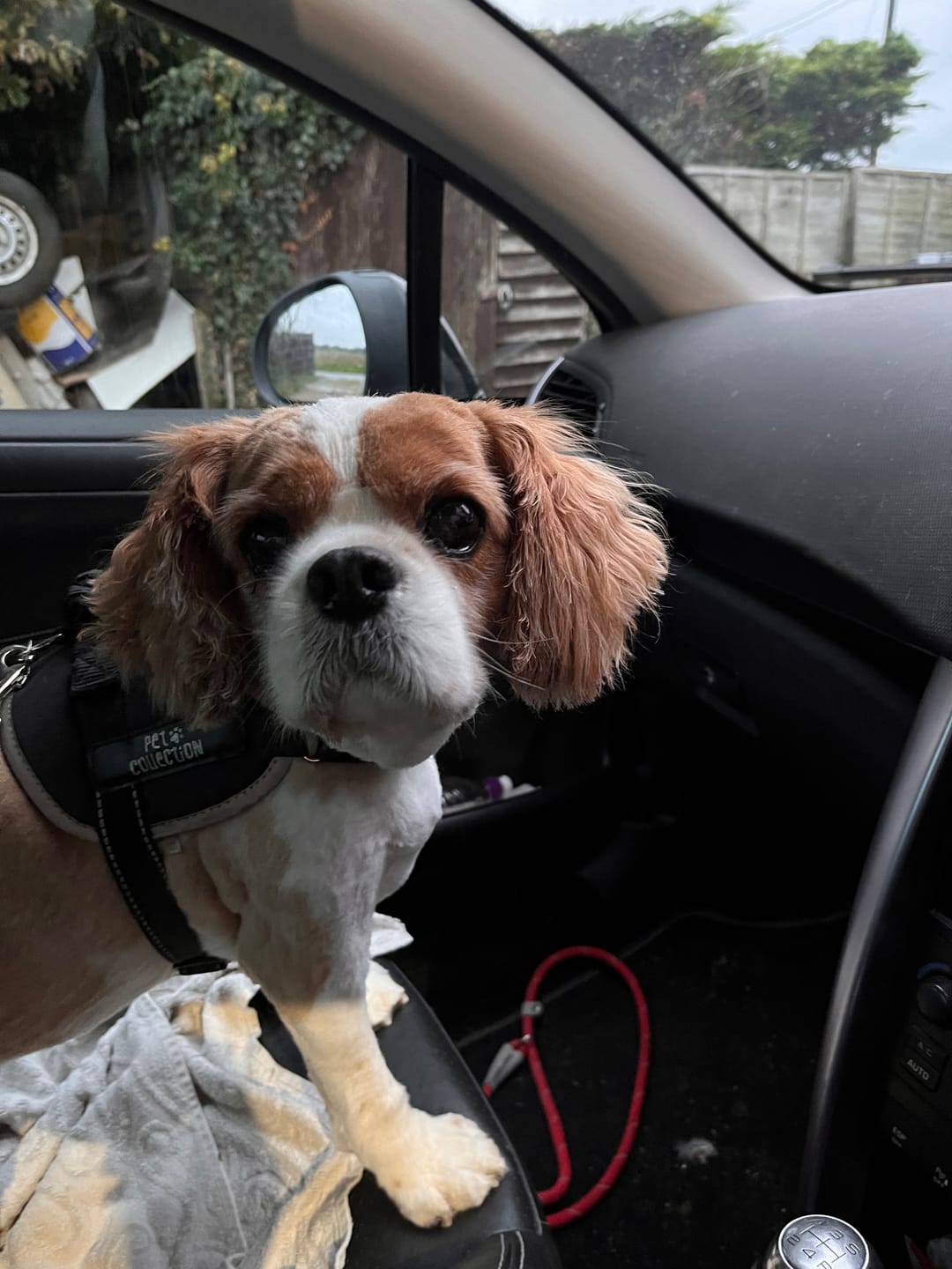 Customer photo review of Total Joint Care Supplement For Dogs
