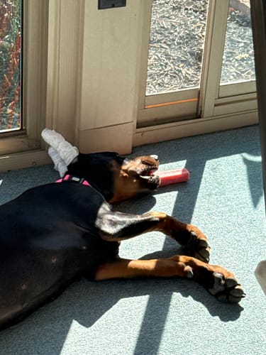 Customer photo review of STRAWBERRY YAK CHEWS